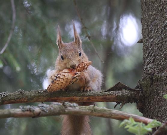 Orava syö käpyä